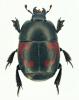 Hister quadrimaculatus